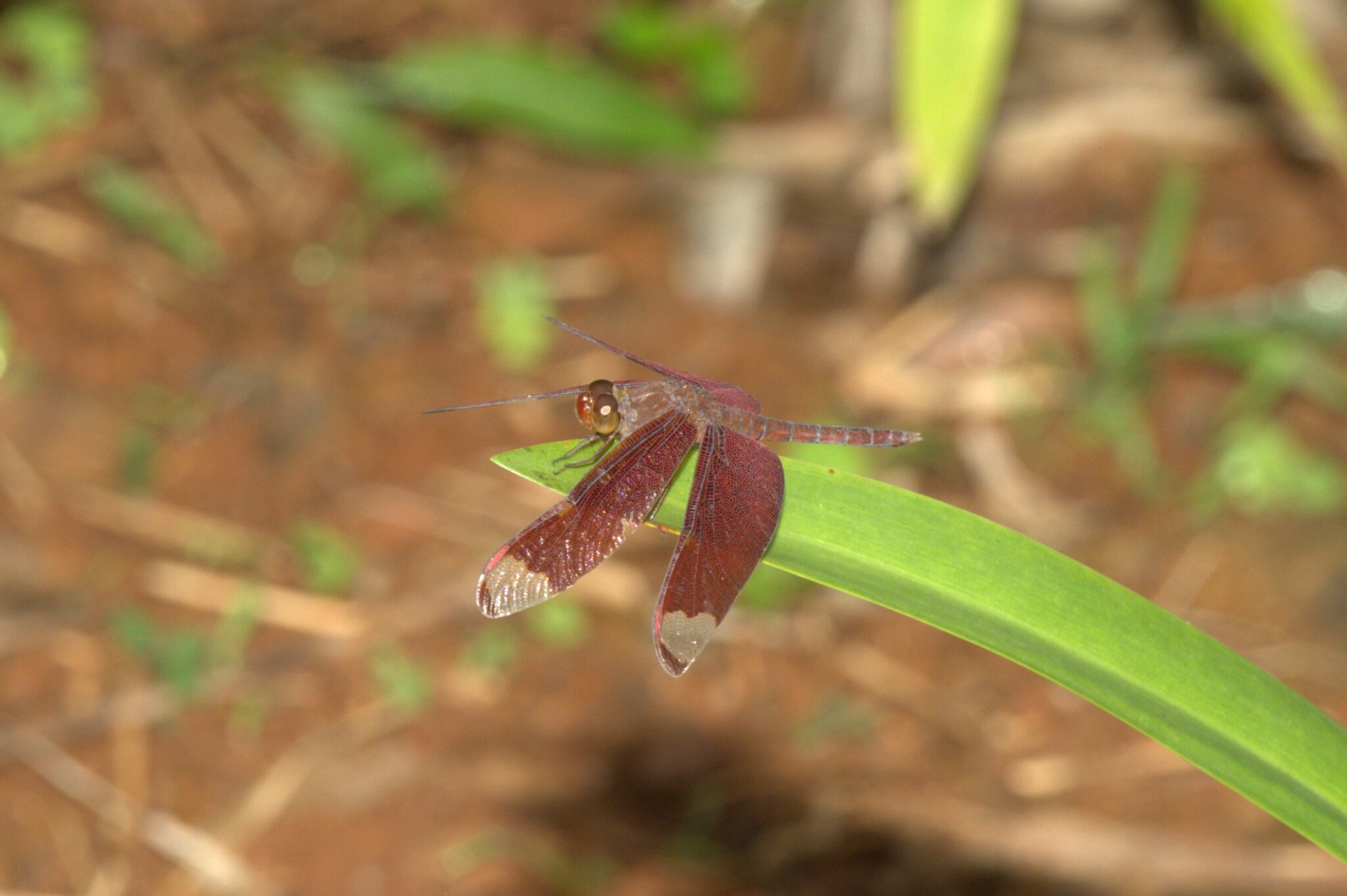 Fulvous Forest Skimmer