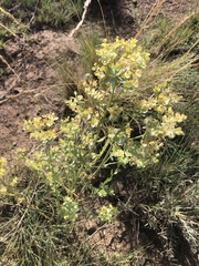 Euphorbia chamaesula