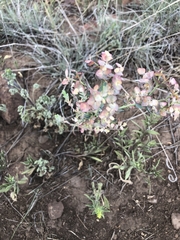 Euphorbia chamaesula