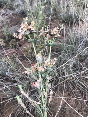 Euphorbia chamaesula