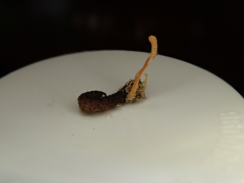 Blackwellomyces cardinalis