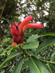 Costus erythrothyrsus