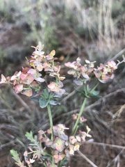 Euphorbia chamaesula
