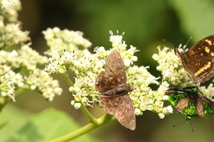Pellicia