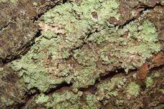 Punctelia missouriensis