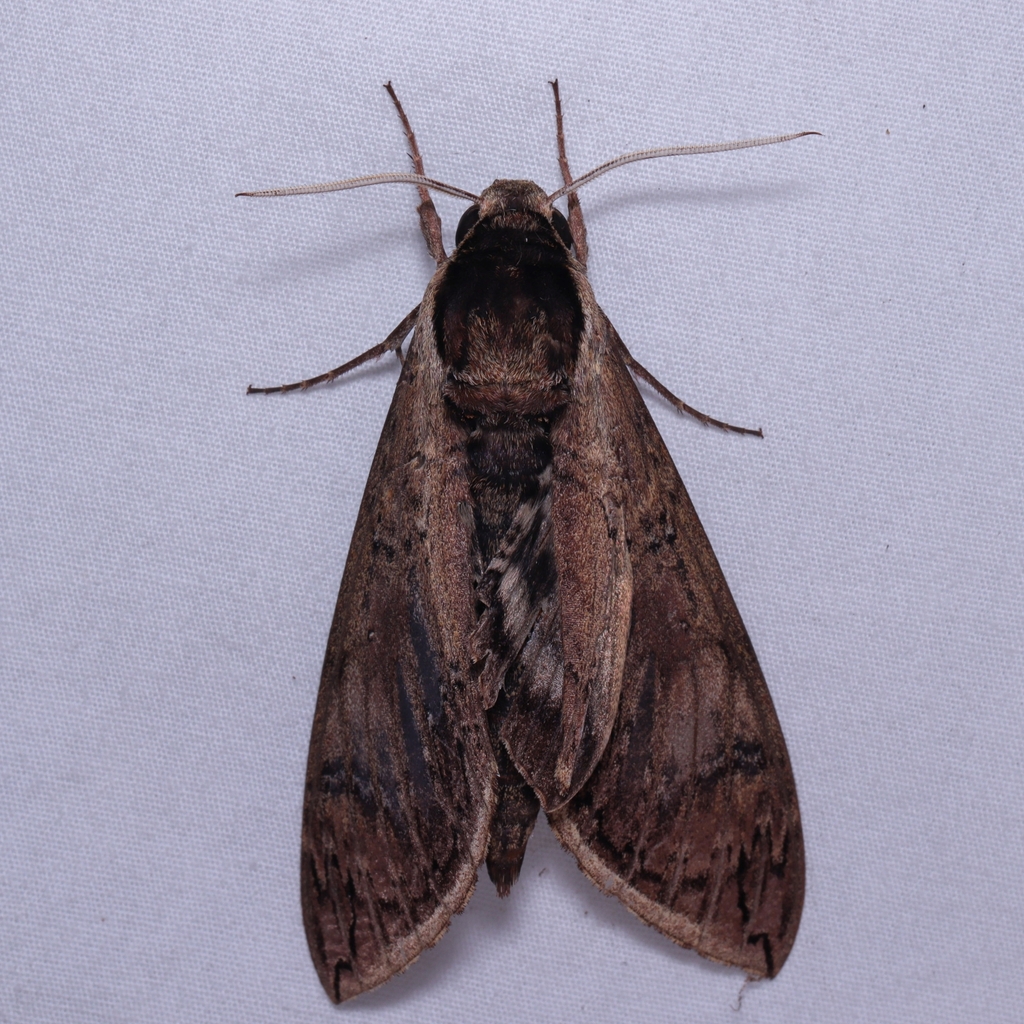Manduca hannibal hannibal