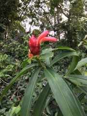 Costus erythrothyrsus