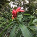 Costus erythrothyrsus - Photo 由 Marcus Athaydes 所上傳的 (c) Marcus Athaydes，保留部份權利CC BY-NC