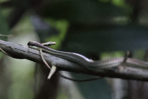 Philippine Bronze-back Tree Snakeweinell, Dendrelaphis philippinensis