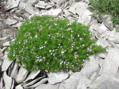 Veronica filifolia