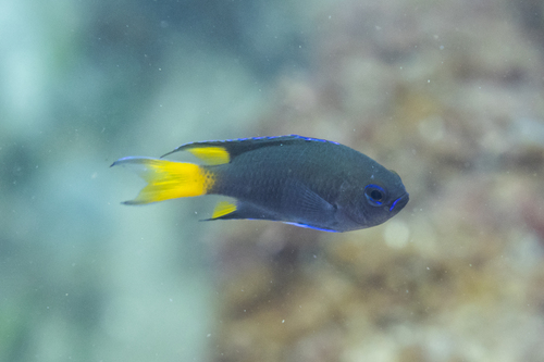 Chinese damsel (Neopomacentrus bankieri) — Pomacentridae