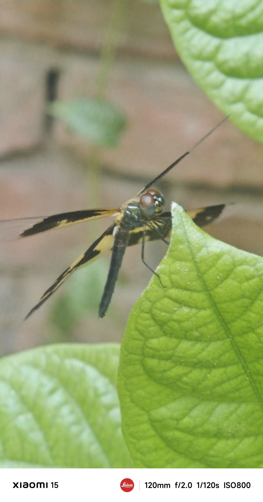 Common Picture Wing