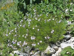 Veronica filifolia