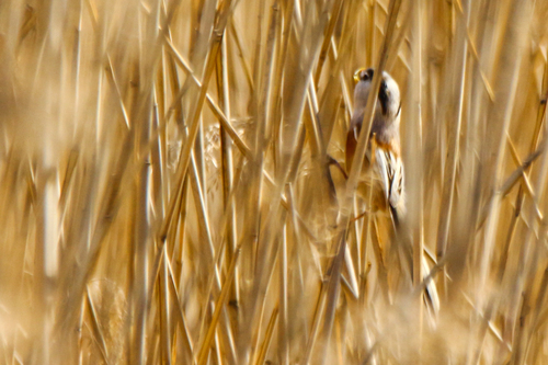 Reed Parrotbill (Paradoxornis heudei), photo 8