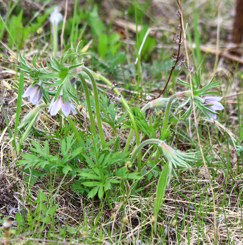 Pulsatilla dahurica, photograph 6