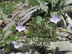 Veronica filifolia