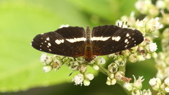 Castilia
