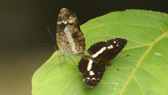 Castilia