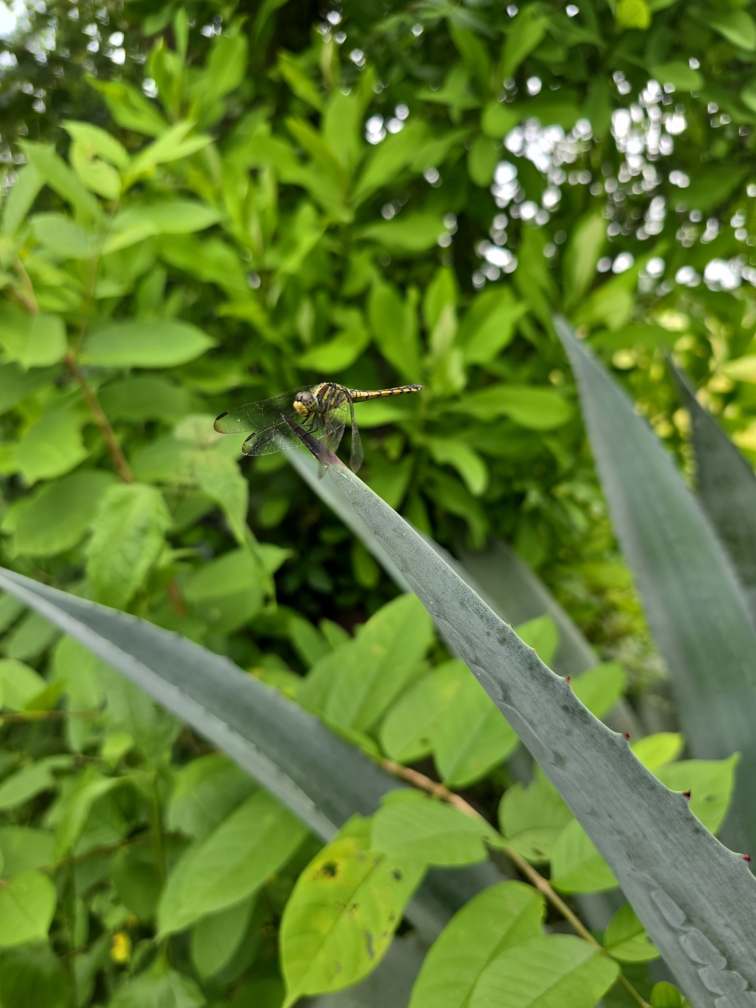 Yellow-Tailed Ashy Skimmer