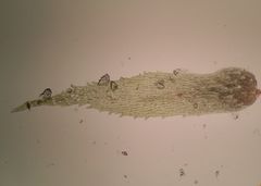 Ephemerum minutissimum