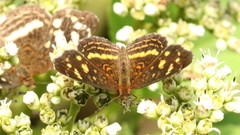Anthanassa drusilla