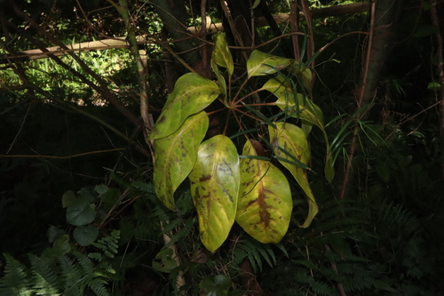 Heptapleurum actinophyllum