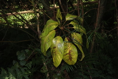 Heptapleurum actinophyllum
