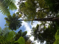 Sphaeropteris intermedia