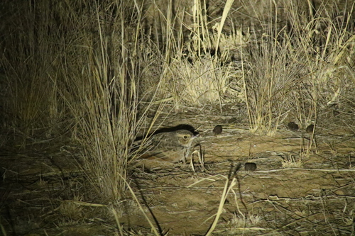 Singing Bush Lark (Mirafra javanica), photo 6