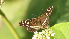 Anthanassa drusilla