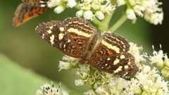 Anthanassa drusilla