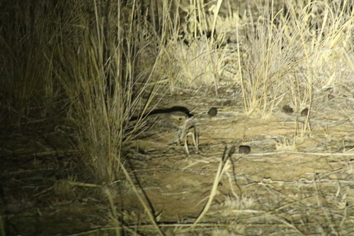 Singing Bush Lark (Mirafra javanica), photo 7