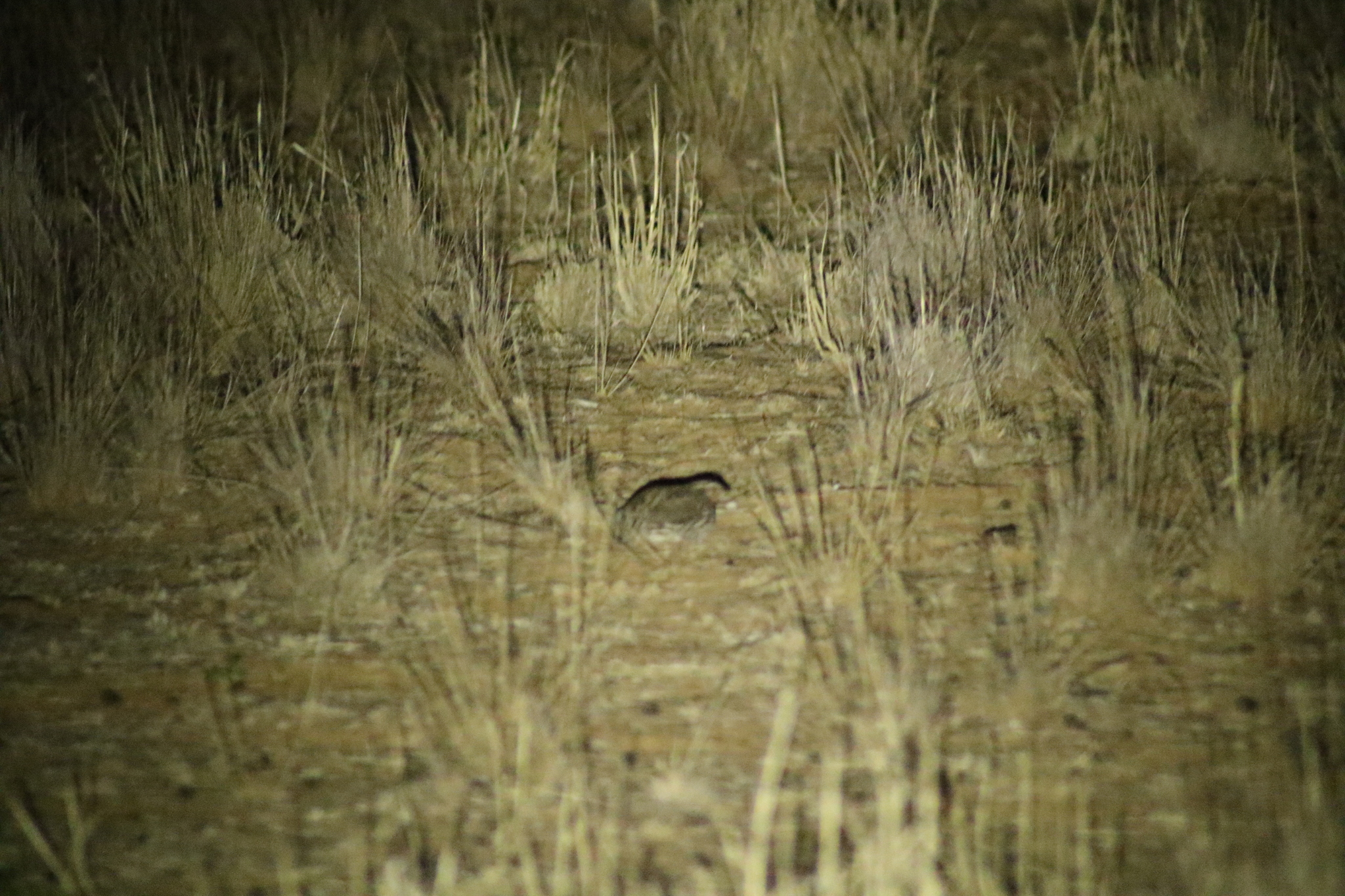 Stubble Quail (Coturnix pectoralis), photo 10