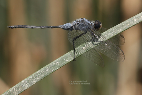 Long Skimmer