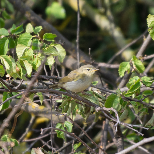 Mosquitero papialbo (Phylloscopus bonelli)