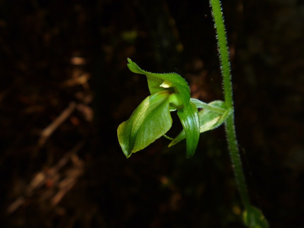 Achlydosa glandulosa