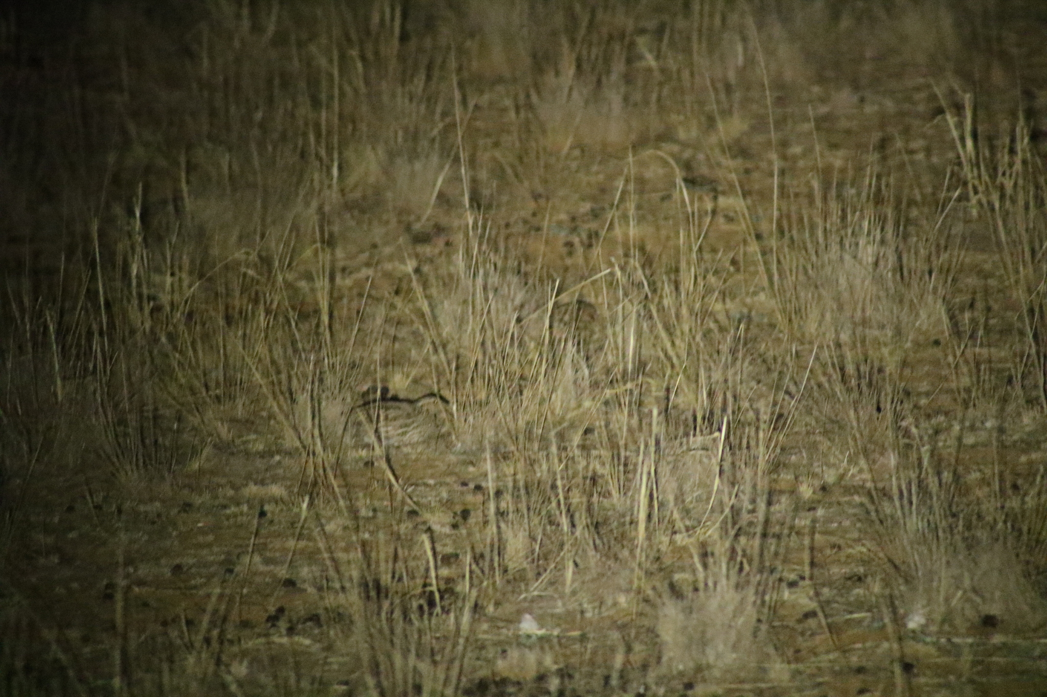 Stubble Quail (Coturnix pectoralis), photo 8