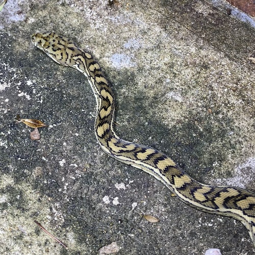 Coastal Carpet Python sighting