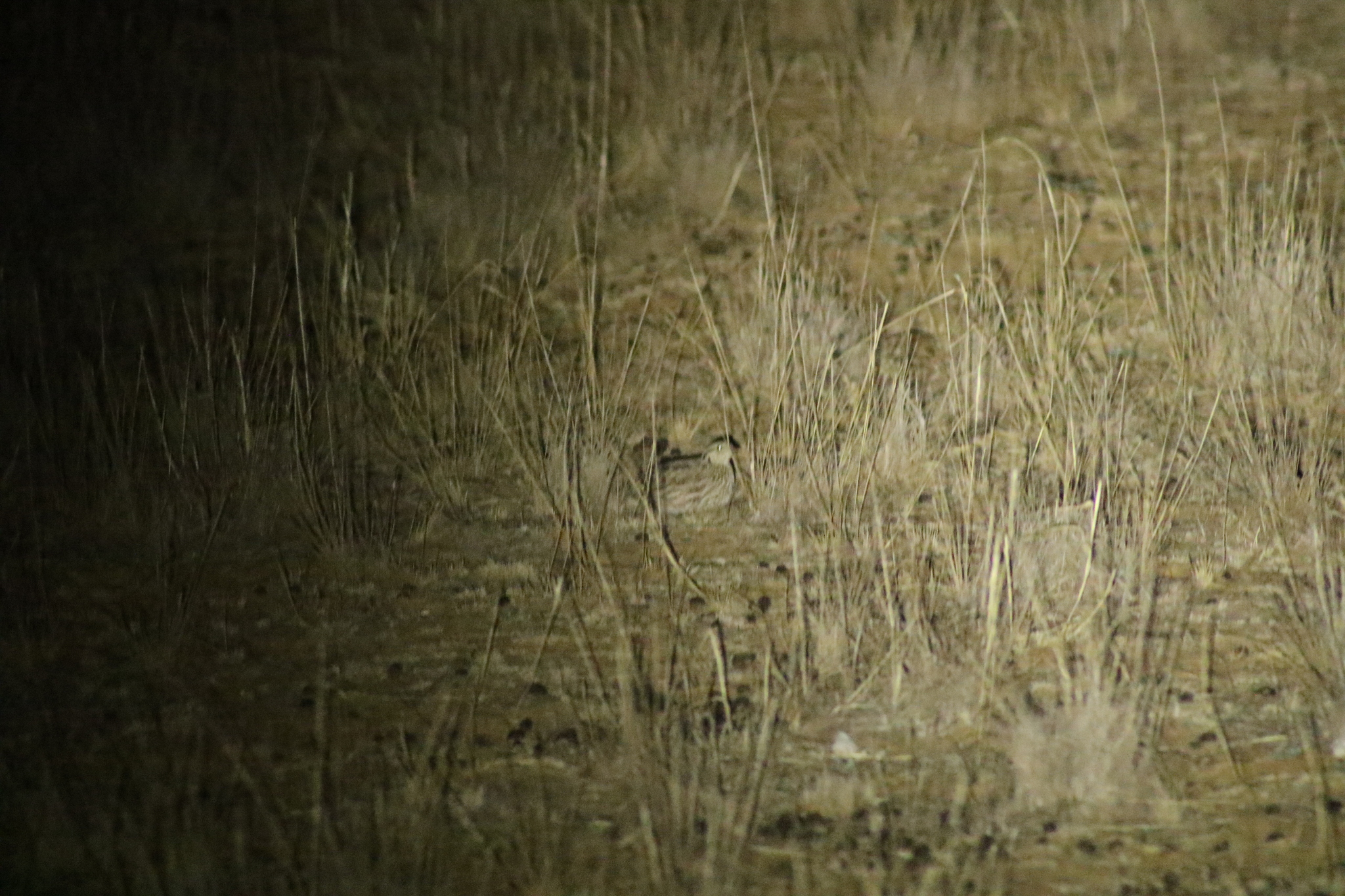 Stubble Quail (Coturnix pectoralis), photo 9