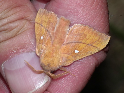 Odonestis pruni