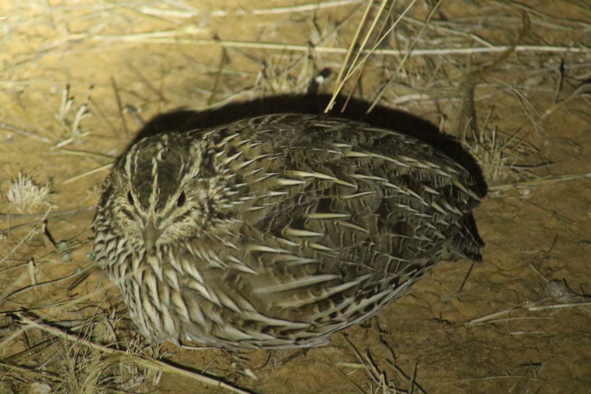 Stubble Quail (Coturnix pectoralis), photo 7