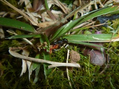 Ectatomminae