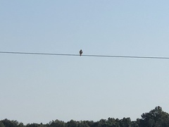 Falco sparverius