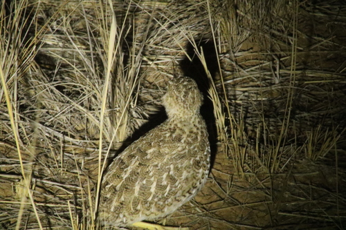 Plains-wanderer (Pedionomus torquatus), photo 2