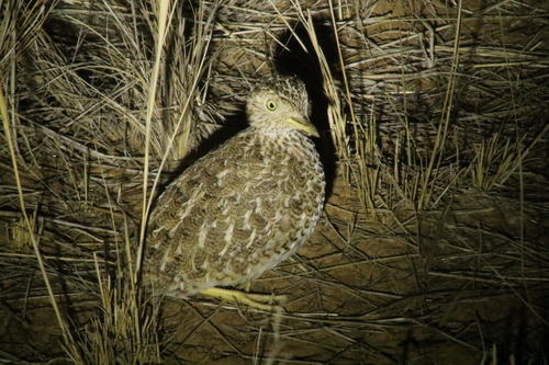 Plains-wanderer (Pedionomus torquatus), photo 1