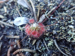 Drosera pygmaea