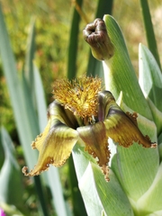 Ferraria