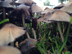 Coprinellus micaceus