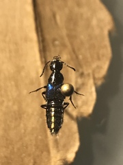 Philonthus caeruleipennis