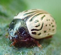 Calligrapha philadelphica
